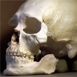 Plastic casting of skull of Kennewick Man