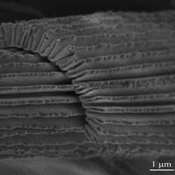 The nano-accordion design of a new transparent, stretchable conductor.