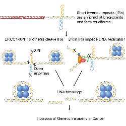 Short inverted repeat sequences of DNA nucleotides are enriched at human cancer breakpoints.