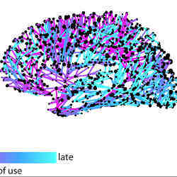 A look at the speed at which different connections in the brain are used to spread information.