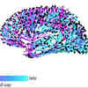 Network Model For Tracking Twitter Memes Sheds Light on Information Spreading in the Brain