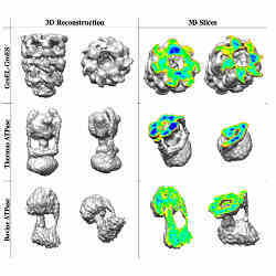 Three-dimensional images generated by the new modeling process.