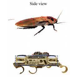 Comparing a cockroach to a VelociRoACH robot.
