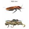 Streamlined Cockroaches Inspire Highly Maneuverable Robots