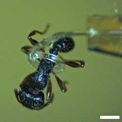 A micro-tentacle spirals around an ant.