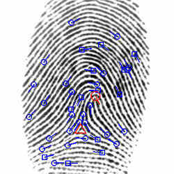 Analysis of a fingerprint.