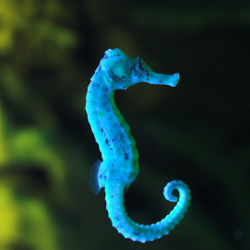 seahorse