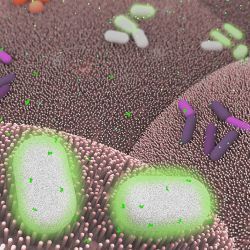 human gut bacterium, illustration