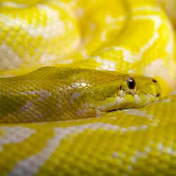 A yellow python.