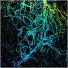 Spectroscopy, Super-Resolution Microscopy Combo Examines Cell Structures