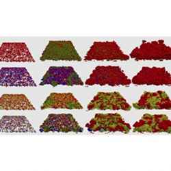 Carnegie Mellon University researchers simulated biofilm evolution involving both homogeneous and heterogeneous bacteria populations. Different bacteria strains are represented by different colors.