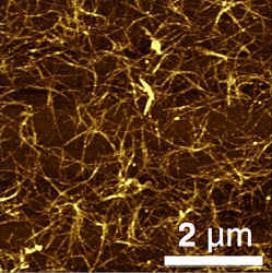 Atomic force micrograph of complementary single-wall carbon nanotubes in thin-film-transistor channel.