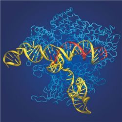 CRISPR in action