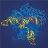 Dna-Cutting Enzymes Could Slice Through Gene Editing Patent Spat