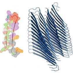 On the right, an amyloid fibril made up of 25 mis-folded amyloid proteins. On the left is a single color-coded amyloid protein; each color represents a key stability region explored by the algorithm.