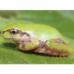 The Japanese tree frog (Hyla japonica).