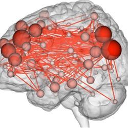 Patterns of neural circuitry