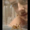 Tiny Dancers: Can Ballet Bugs Help US Build Better Robots?