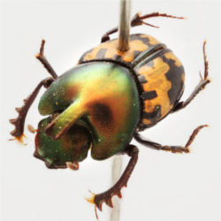 Onthophagus elegans