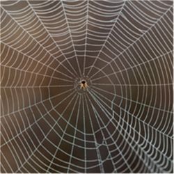 Spider silk