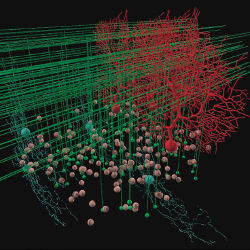 3-D cortex model visualization