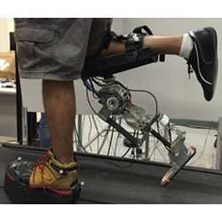 Studying the way human legs are controlled.