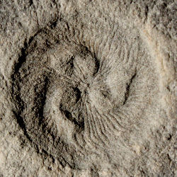 Tribrachidium fossil