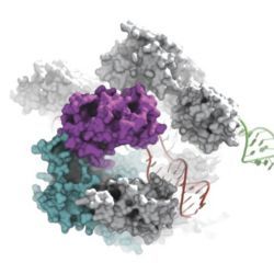 Cas9 enzyme cuts DNA