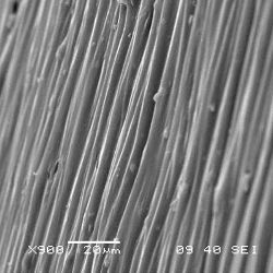 multiwalled carbon nanotube/gum membrane cross-section