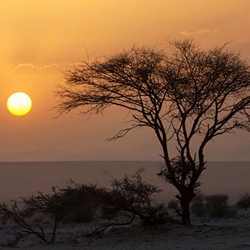 A tree is silhouetted against a sunset in the Sahara desert.