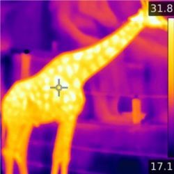 Thermal giraffe