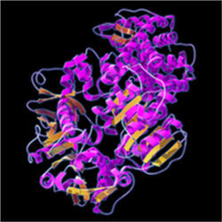 Protein model