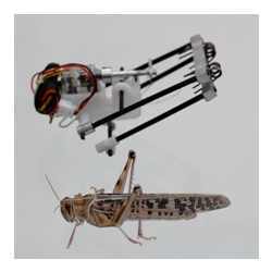 A locust and the "TAUB" (for "Tel Aviv University and Ort Braude College") robot.