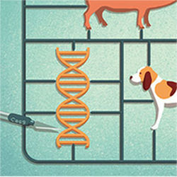 Crispr gene editing