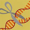 Enzyme Tweak Boosts Precision of Crispr Genome Edits