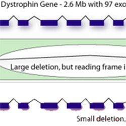 Dystrophin gene