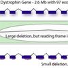 Gene Editing Shows Promise in Treating Muscular Dystrophy