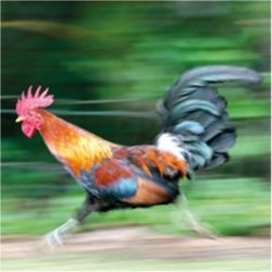 Wild rooster, Kauai, Hawaii