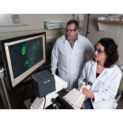 Georgia Institute of Technology associate professor Philip Santangelo and research scientist Chiara Zurla examining a cellular AND gate are associate professor Philip Santangelo and research scientist Chiara Zurla examine a cellular AND gate.