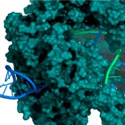 CRISPR-CAS9 gene editing complex