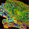 Deciphering the Language of the Brain