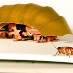 CRAM compressible robot and real roach