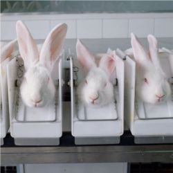 Lab rabbits