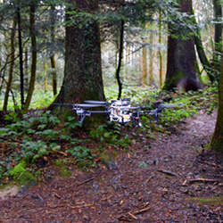 Using new software, drones can detect forest paths and follow them autonomously.  