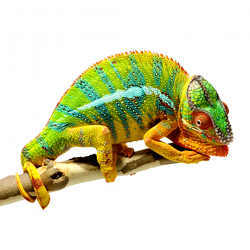 A chameleon.