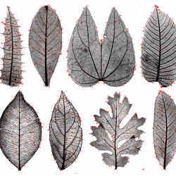 Identifying leaves. 