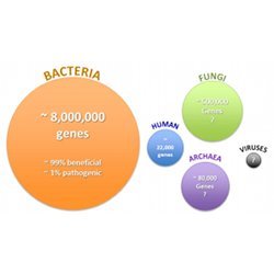 Size, complexity, and genomic potential of human microbiome.