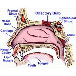 The physical components of human olfaction.