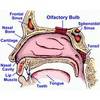 Turing Tests and the Problem of Artificial Olfaction