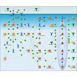 Immune response_IL-1 signaling pathway.